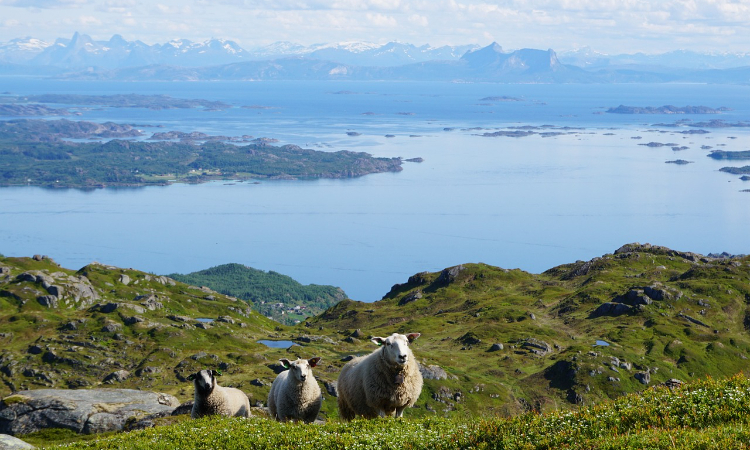 Field volunteering trip (in English)