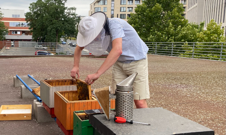 VŠELY: Rozšiřování úlů na střeše
